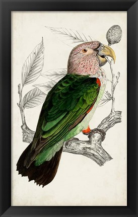Framed Antique Parrot Pair I Print