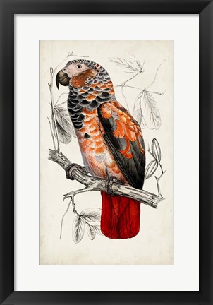 Framed Antique Parrot Pair II Print