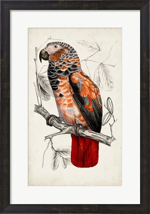 Framed Antique Parrot Pair II Print