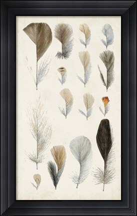 Framed Antique Bird Feathers I Print