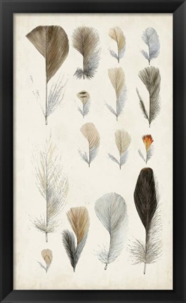 Framed Antique Bird Feathers I Print