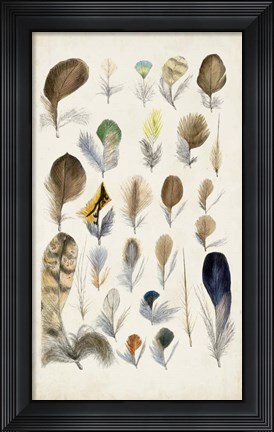 Framed Antique Bird Feathers II Print