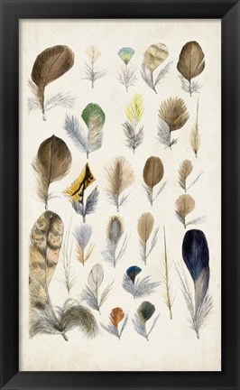 Framed Antique Bird Feathers II Print