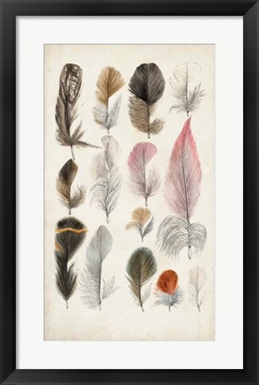 Framed Antique Bird Feathers III Print