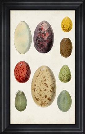 Framed Antique Bird Eggs I Print