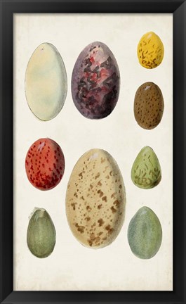 Framed Antique Bird Eggs I Print
