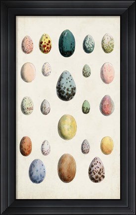 Framed Antique Bird Eggs II Print