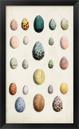 Framed Antique Bird Eggs II Print