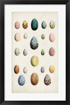 Framed Antique Bird Eggs II Print