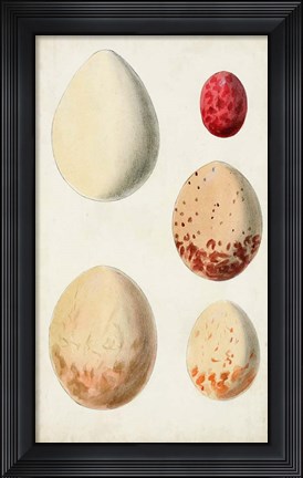 Framed Antique Bird Eggs III Print