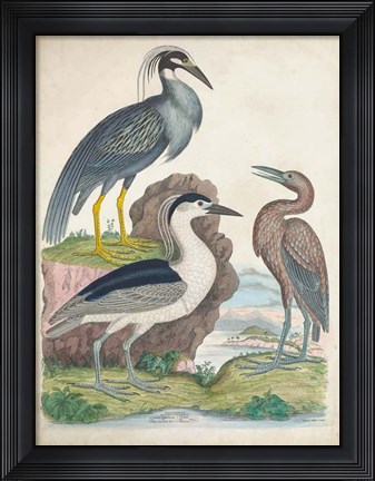 Framed Antique Heron &amp; Waterbirds I Print