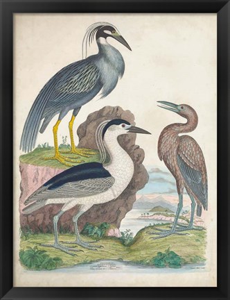 Framed Antique Heron &amp; Waterbirds I Print