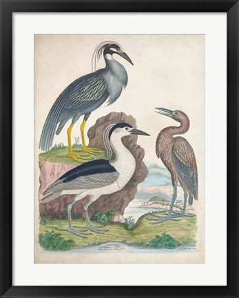 Framed Antique Heron &amp; Waterbirds I Print