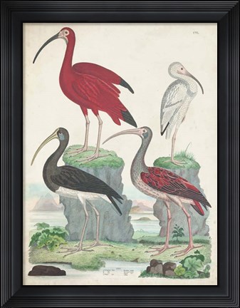 Framed Antique Heron &amp; Waterbirds II Print