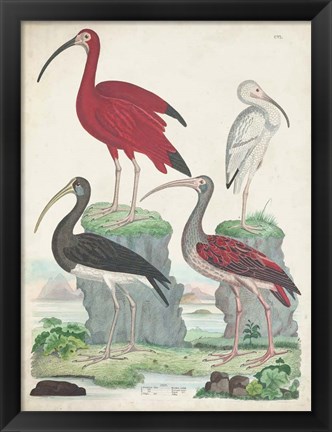 Framed Antique Heron &amp; Waterbirds II Print