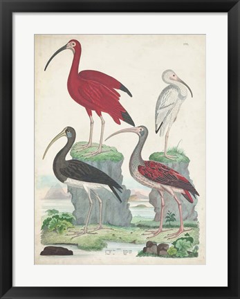 Framed Antique Heron &amp; Waterbirds II Print