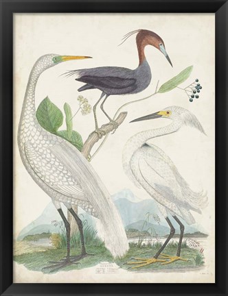 Framed Antique Heron &amp; Waterbirds III Print