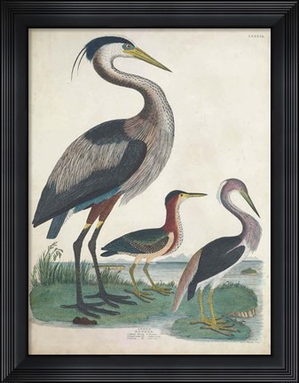 Framed Antique Heron &amp; Waterbirds IV Print