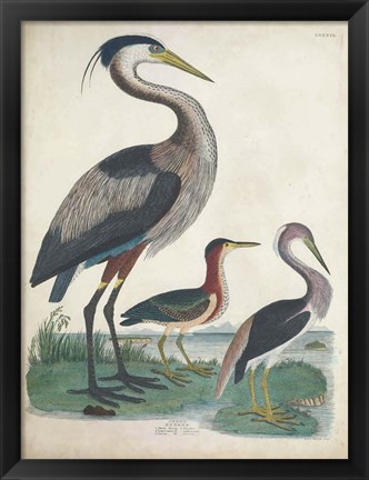 Framed Antique Heron &amp; Waterbirds IV Print