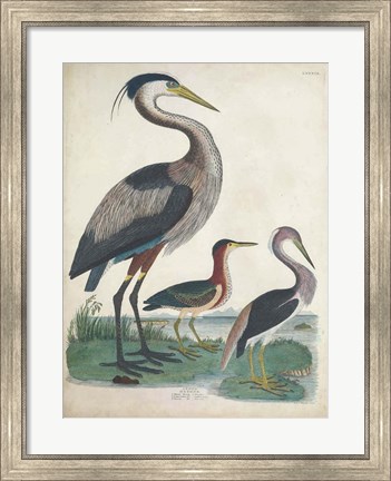 Framed Antique Heron &amp; Waterbirds IV Print