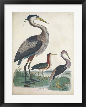 Framed Antique Heron &amp; Waterbirds IV Print