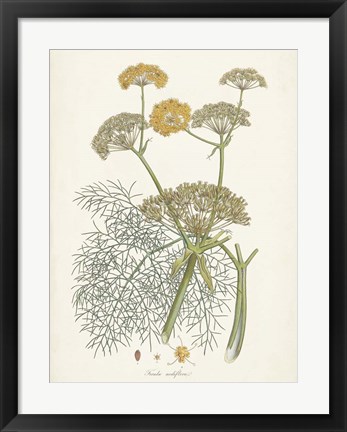 Framed Saffron Botanicals II Print