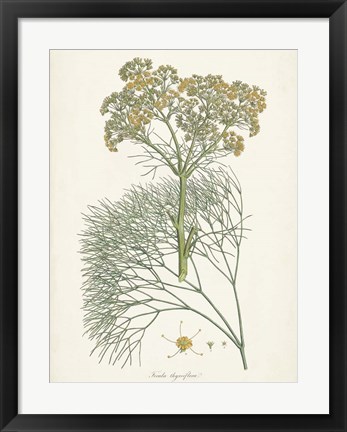 Framed Saffron Botanicals III Print