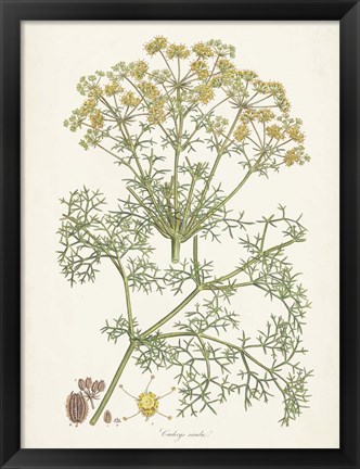 Framed Saffron Botanicals IV Print