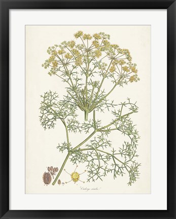 Framed Saffron Botanicals IV Print