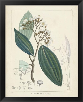 Framed Vintage Verdure I Print