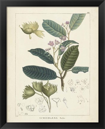 Framed Vintage Verdure II Print