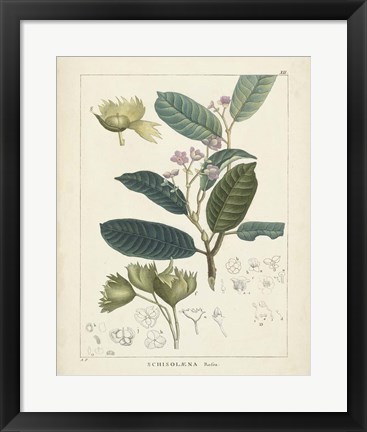 Framed Vintage Verdure II Print