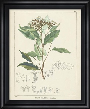 Framed Vintage Verdure IV Print