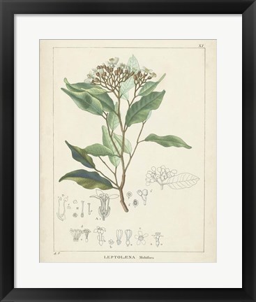Framed Vintage Verdure IV Print