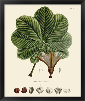 Framed Luscious Leaves I Print