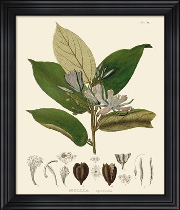 Framed Luscious Leaves II Print