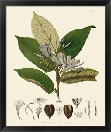 Framed Luscious Leaves II Print