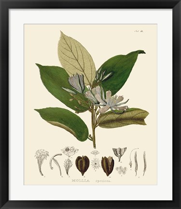 Framed Luscious Leaves II Print