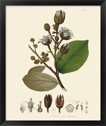 Framed Luscious Leaves III Print