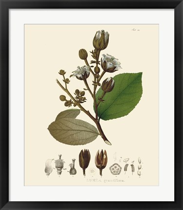 Framed Luscious Leaves III Print