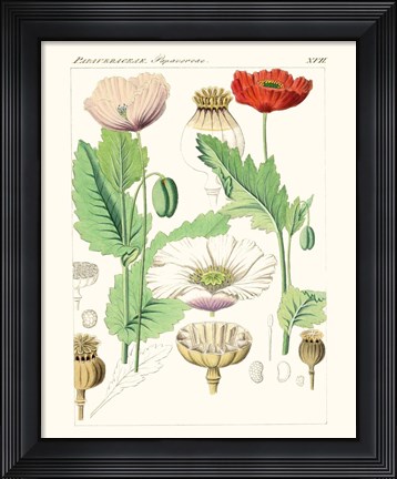 Framed Bright Botanicals II Print