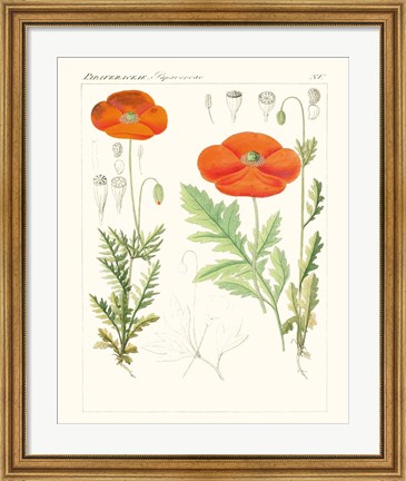 Framed Bright Botanicals VI Print