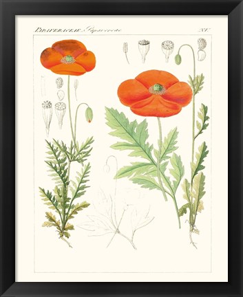 Framed Bright Botanicals VI Print