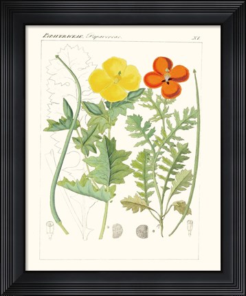 Framed Bright Botanicals VII Print