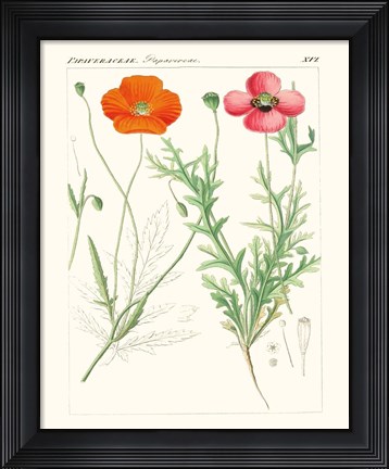 Framed Bright Botanicals IX Print