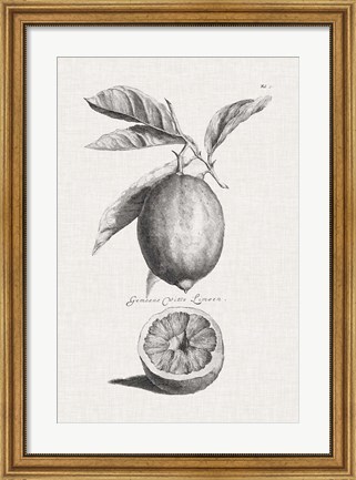 Framed Antique Lemons &amp; Oranges I Print