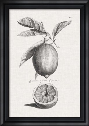 Framed Antique Lemons &amp; Oranges I Print