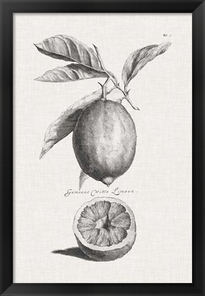 Framed Antique Lemons &amp; Oranges I Print