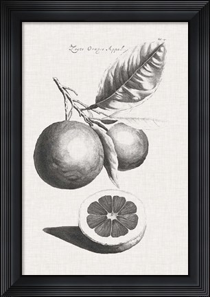 Framed Antique Lemons &amp; Oranges II Print