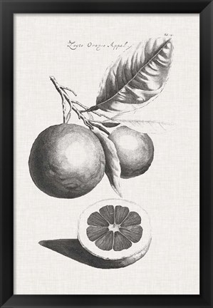 Framed Antique Lemons &amp; Oranges II Print